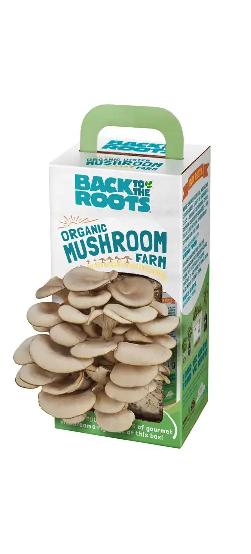 mushroom　1001 Magic Mushroom – Coming Soon