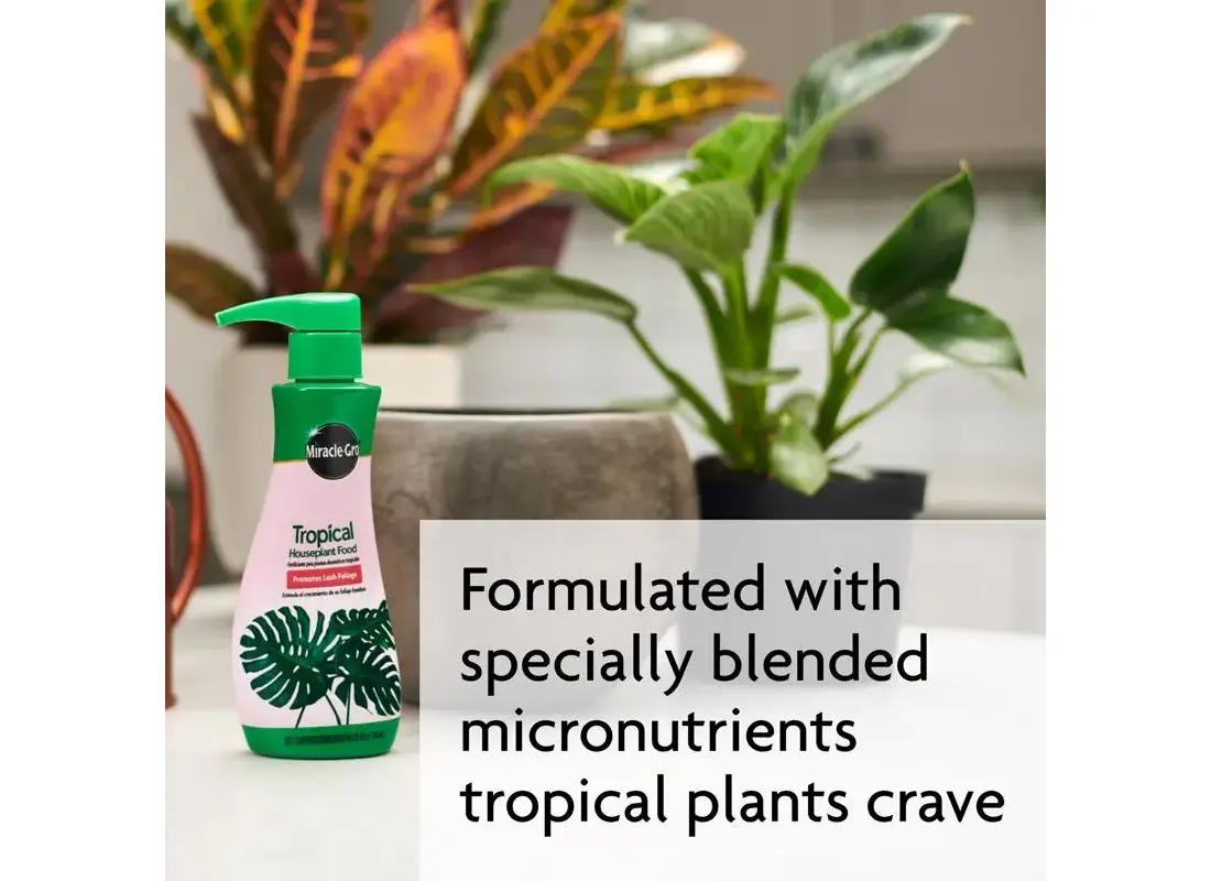 buy snake plant atlantic avenue Snake Plant for Sale
