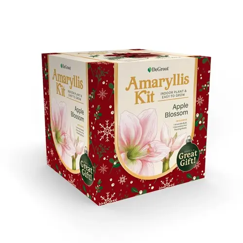 Gift Box Bulb Kit Amaryllis Gift Box Bulb Kit Amaryllis