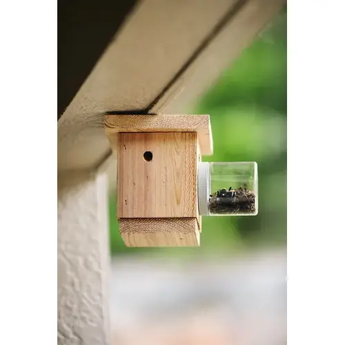 Hanging Carpenter Bee Trap