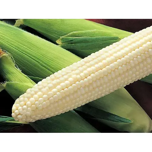 Corn Silver King - 25,000 Count (Approximately 10lbs) Corn Silver King - 25,000 Count (Approximately 10lbs)