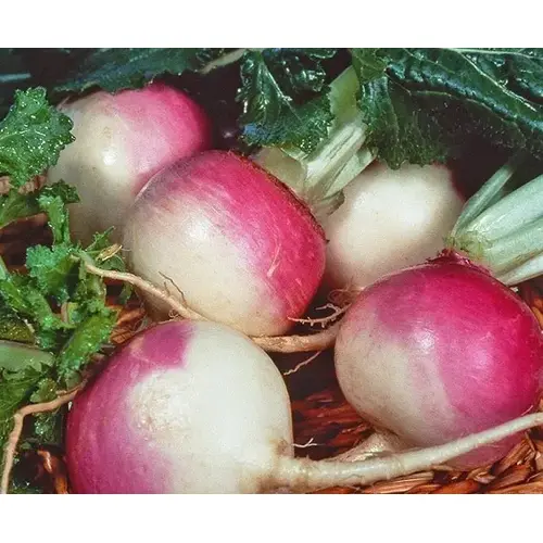Turnip - Purple Top 1-lbs