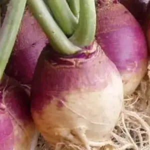 Wild West Seed RT-5# Rutabaga - American Purple Top 5-lbs