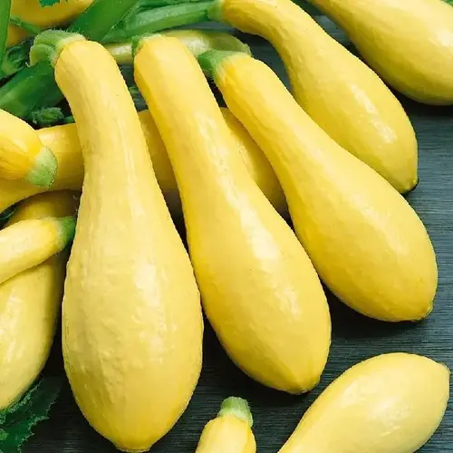 Squash - Early Prolific Straight Neck 1-lbs Squash - Early Prolific Straight Neck 1-lbs
