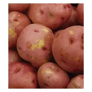 Gator Taters Company 13722290 LaSoda Seed Potato 50 Lb. Bag