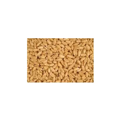 Wheat - Feed Grade 50lbs