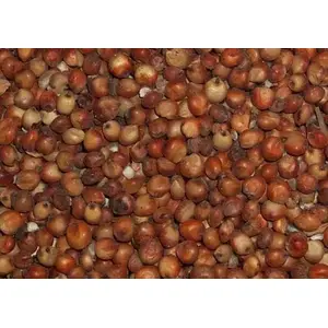 Furst-McNees Company 13701852 Red Milo 50LB
