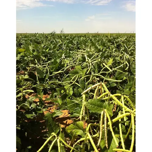 Cowpeas - Mississippi Silver Brown Crowder 5-lbs