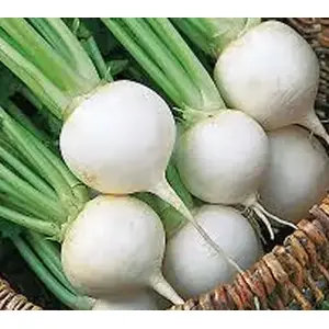 Wild West Seed 13702329 Turnip - White Egg 5-lbs
