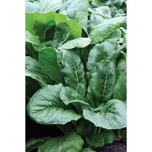 Sakata Seed America, Inc 13702393 Sakata Hybrid "ALL TOP" Turnip Seed - 1 Lb