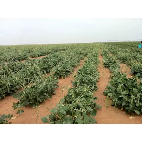 Cowpeas - Sadandy 50-lbs