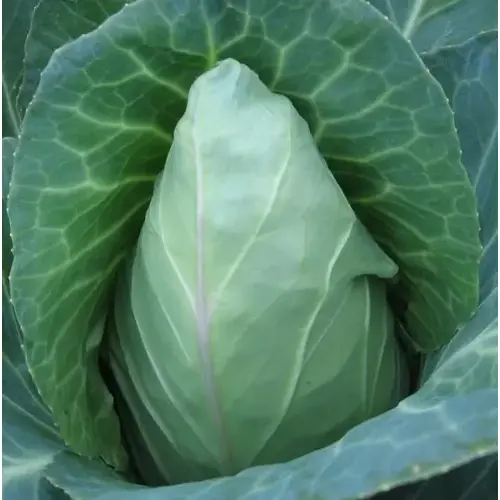 Cabbage - Early Jersey Wakefield 1-lbs Cabbage - Early Jersey Wakefield 1-lbs