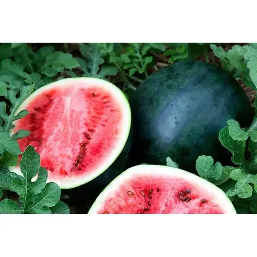 Watermelon - Sugar Baby 1-lbs