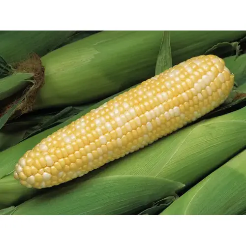 Peaches & Cream Mid Eh-Se - 25,000 Count (Approximately 11lbs) Peaches & Cream Mid Eh-Se - 25,000 Count (Approximately 11lbs)