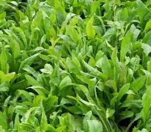 Alligator Brand Antler Chicory Seeds 5-lbs 13701094 Alligator Brand Antler Chicory Seeds 5-lbs 13701094