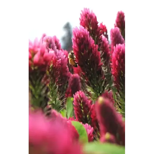 Crimson Clover Seeds - Inoculated & Coated 50-lbs