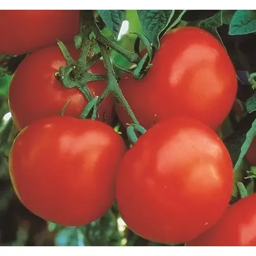 Tomato - Marglobe Improved 4-oz