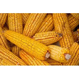 Clemmons and Hamner Seed Inc 13702360 Corn - Reid's Yellow Dent 5-lbs
