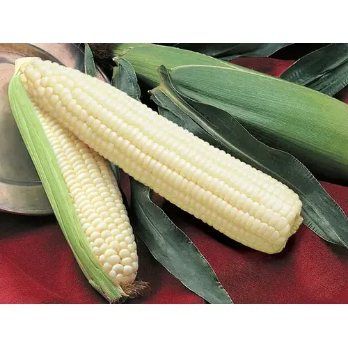 Corn Silver Queen - 25,000 Count (Approximately 12lbs) Corn Silver Queen - 25,000 Count (Approximately 12lbs)
