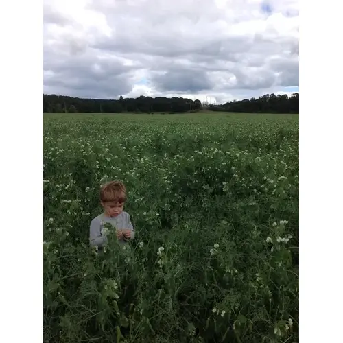 Whistler Winter Pea Seed 50-lbs