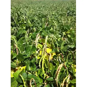C T Smith Seed Co 13702302 Cowpeas - Big Boy 5-lbs