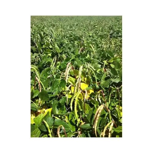 Cowpeas - Big Boy 50-lbs