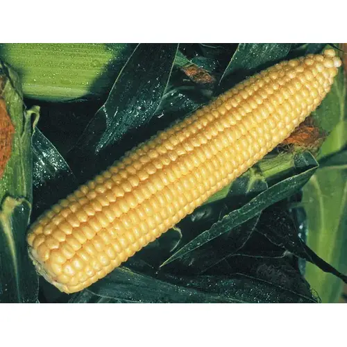 Corn Golden Queen - 25,000 Count (Approximately 10lbs) Corn Golden Queen - 25,000 Count (Approximately 10lbs)