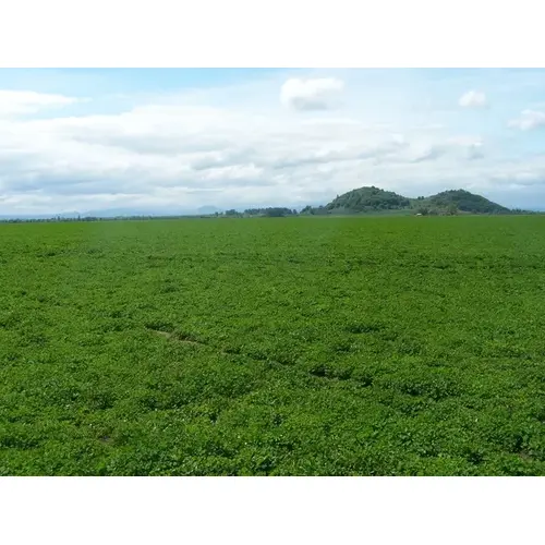 White Clover Ladino Seeds - Raw 50-lbs