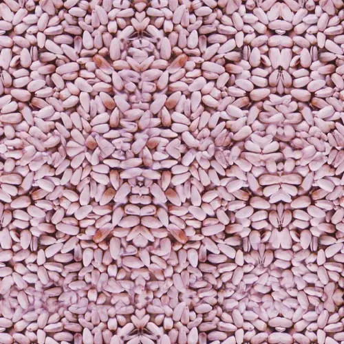 Purple Safflower Bird Seed Purple Safflower Bird Seed