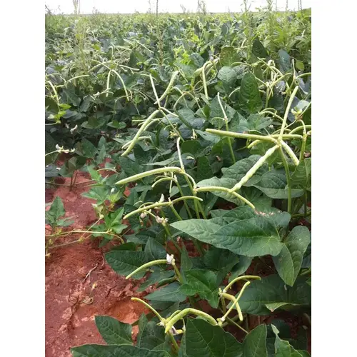 Cowpeas - Texas Cream 12 - 5-lbs