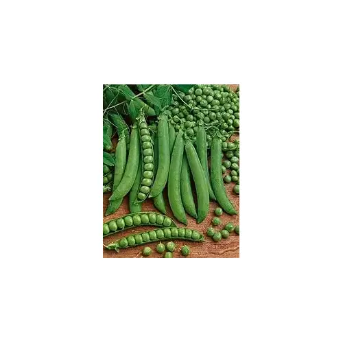 Peas - Green Arrow 50-lbs
