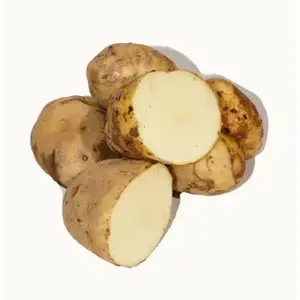 Gator Taters Company 13722186 Kennebec Seed Potatoes 50 Lb. Bag