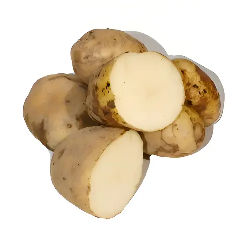 Kennebec Seed Potatoes 50 Lb. Bag