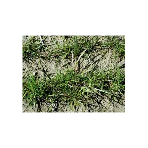 NuSprint Turf Type Annual Ryegrass 50-lbs