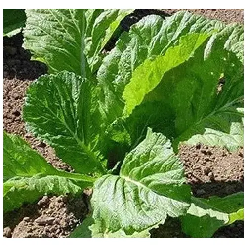 Mustard - Florida Broadleaf 5-lbs Mustard - Florida Broadleaf 5-lbs