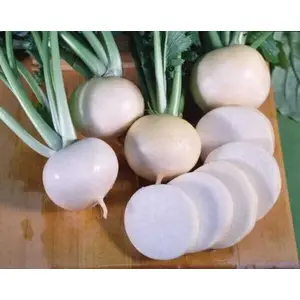 Sakata Seed America, Inc 13702392 Sakata Hybrid "White Lady" Turnip - 1 Lb (Compare to Justrite)