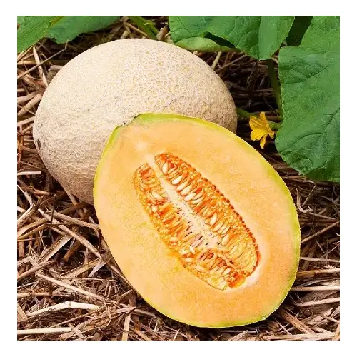 Melon - Hales Best Jumbo Cantaloupe 1-lbs Melon - Hales Best Jumbo Cantaloupe 1-lbs