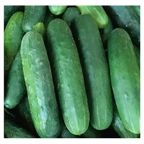 Cucumber - Poinsett 76 - 1-lbs