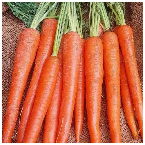 Carrot - Imperator 58 - 1-lbs