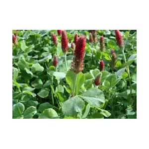 Oregon Grown Seeds 13701463 Crimson Clover Raw - 50 lbs