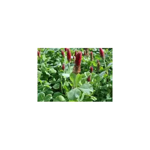Crimson Clover Raw - 50 lbs