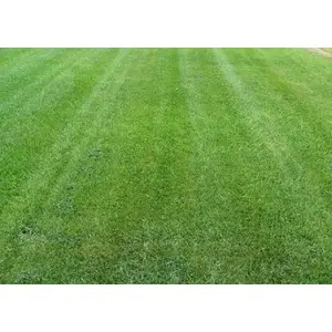 Columbia Seeds 13700310 Sentinel 3-Way Fescue Turf Blend