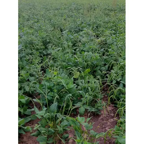 Cowpeas - Texas Cream 8 - 50-lbs