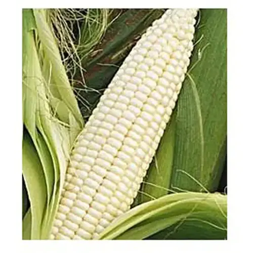 Corn - Silver Queen 25-lbs Corn - Silver Queen 25-lbs