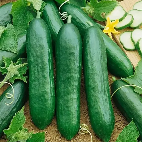 Cucumber - Early Spring Burpless 4-oz Cucumber - Early Spring Burpless 4-oz