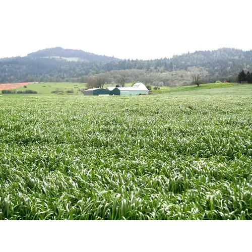 Diamond T Ryegrass 50LB