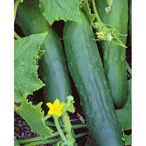 Cucumber - Marketmore 76 - 1-lbs Cucumber - Marketmore 76 - 1-lbs