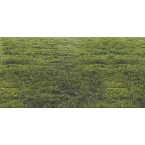 Marshall Ryegrass Seed - 50 lb