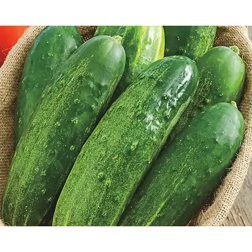 Cucumber - Straight Eight 1-lbs