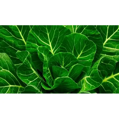 Collard - Vates 1-lbs Collard - Vates 1-lbs